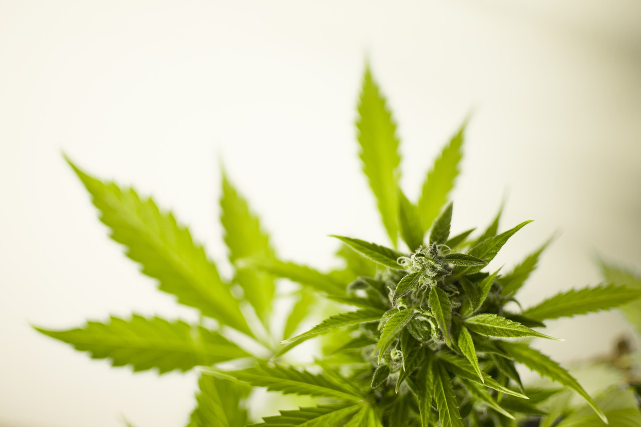 World Health Organization Recommends Reclassifying Marijuana Under International Treaties